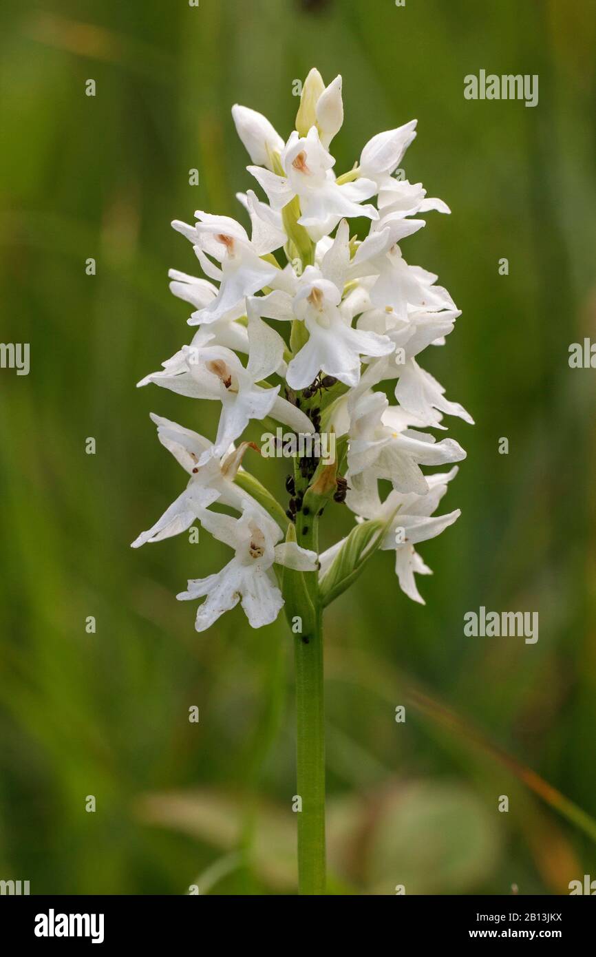 Pyramidal orchid (Anacamptis pyramidalis, Orchis pyramidalis), white morph, Germany, Baden-Wuerttemberg Stock Photo