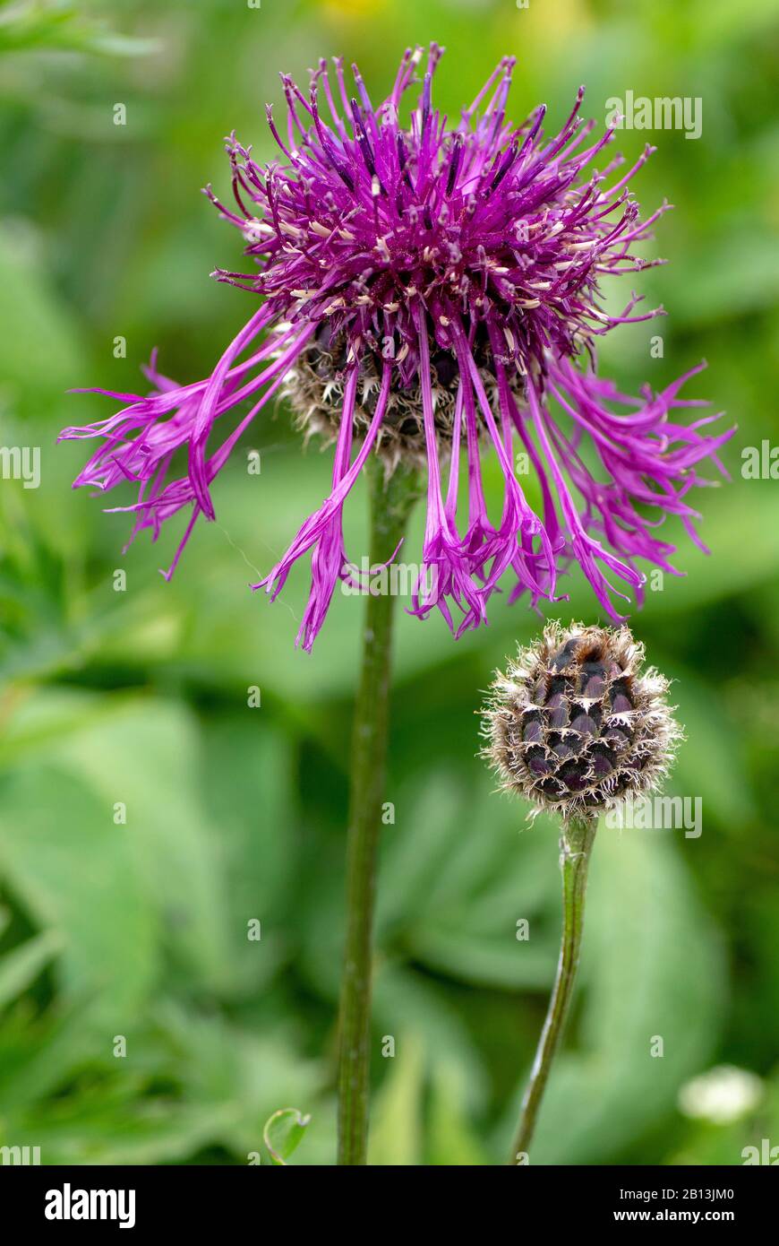 greater knapweed (Centaurea scabiosa), flowerhead and Bud, Austria, Tyrol Stock Photo