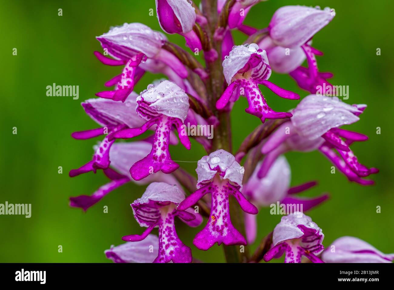 military orchid (Orchis militaris), inflorescence, detail, Germany, Baden-Wuerttemberg, Neuffener Heide Stock Photo
