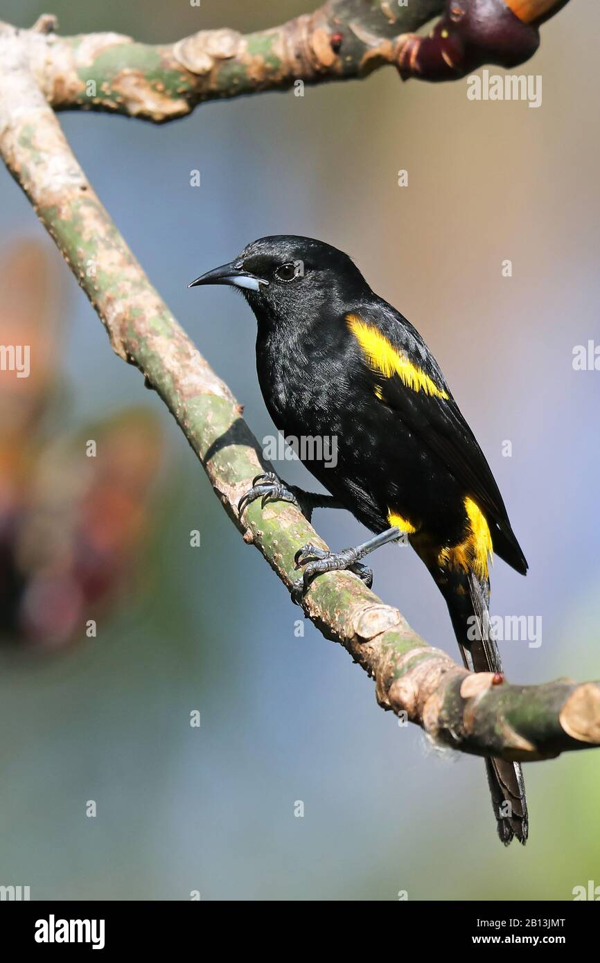 black-cowled oriole (Icterus dominicensis), sits on a twig, Cuba Stock Photo