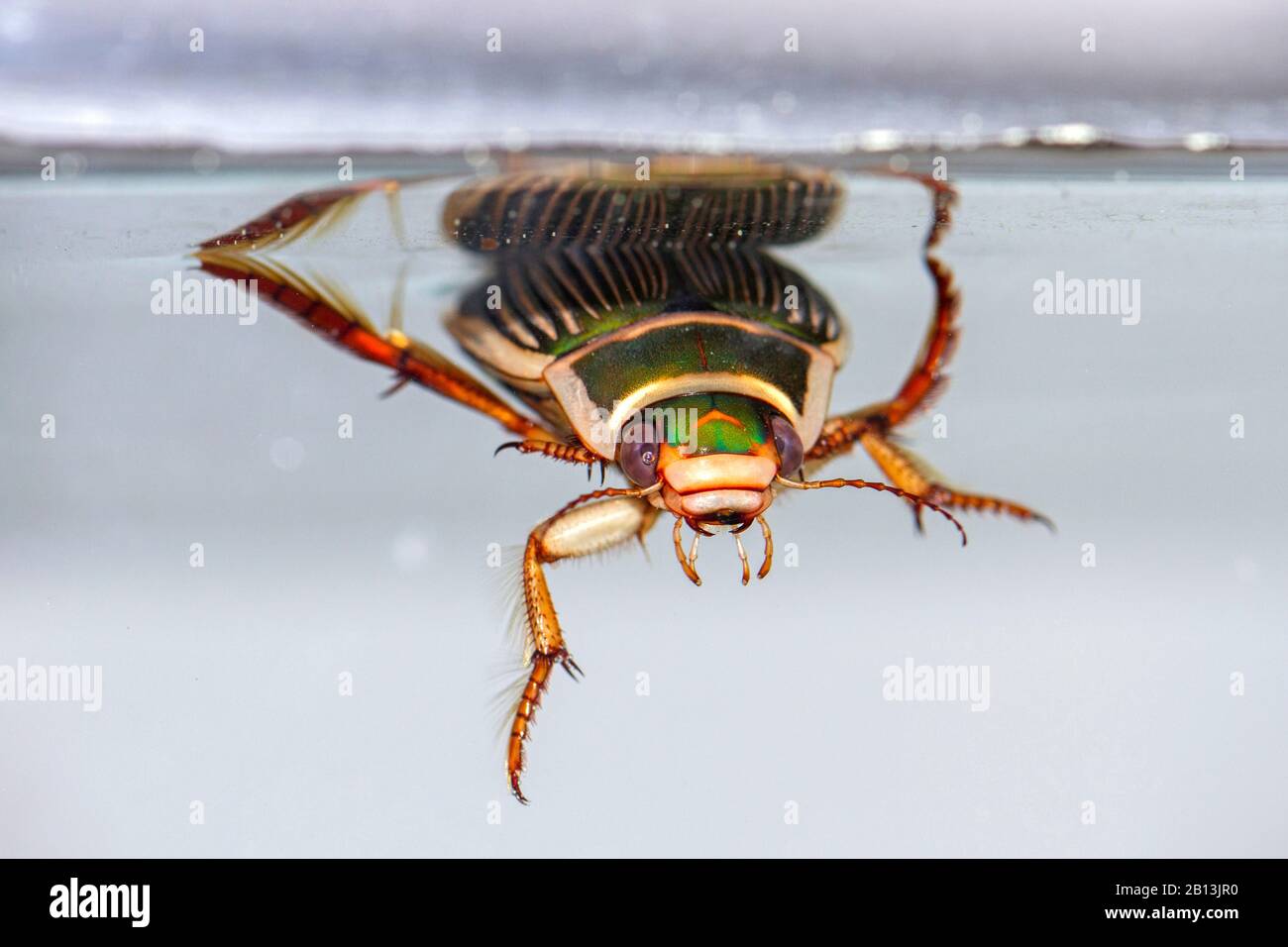 Great diving beetle (Dytiscus marginalis), female neneath water surface, Germany, Baden-Wuerttemberg Stock Photo