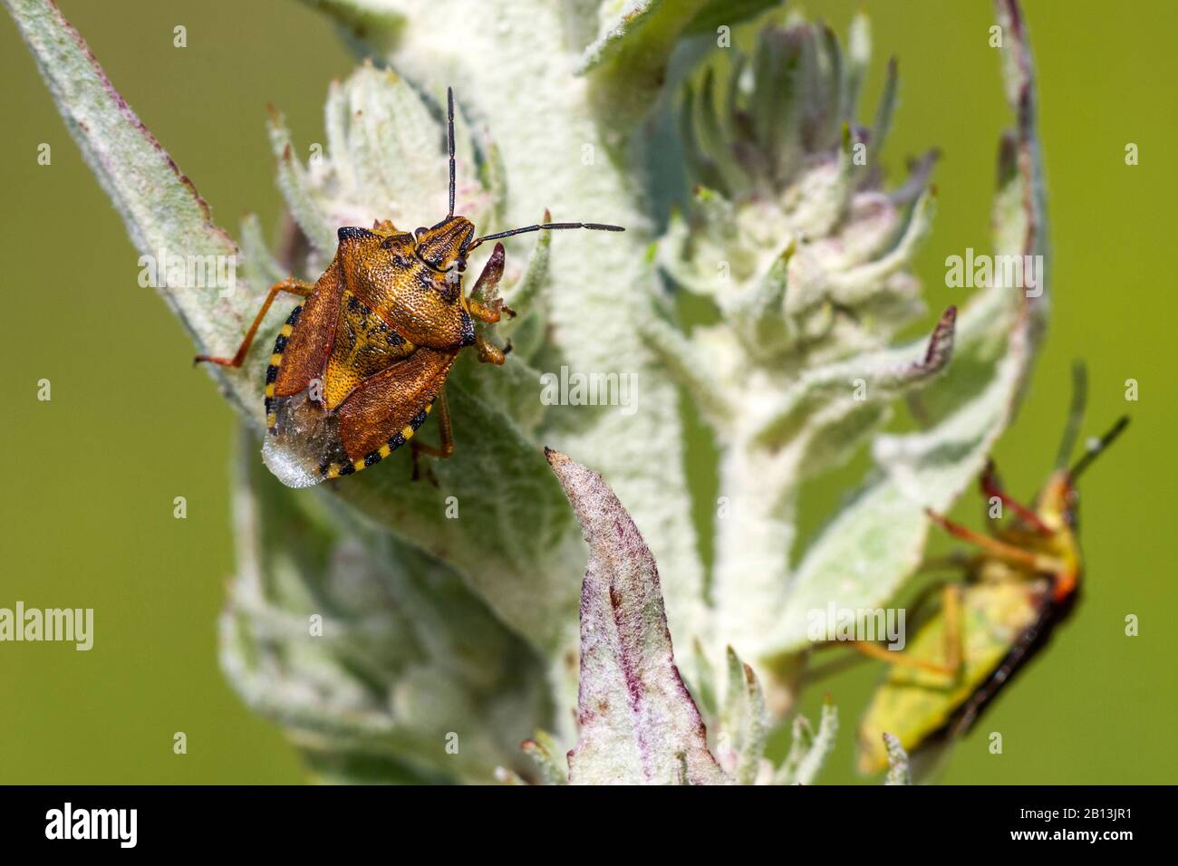 Black-shouldered Shield Bug (Carpocoris purpureipennis), sitting at an inflorescence, view from above, Germany, Baden-Wuerttemberg Stock Photo