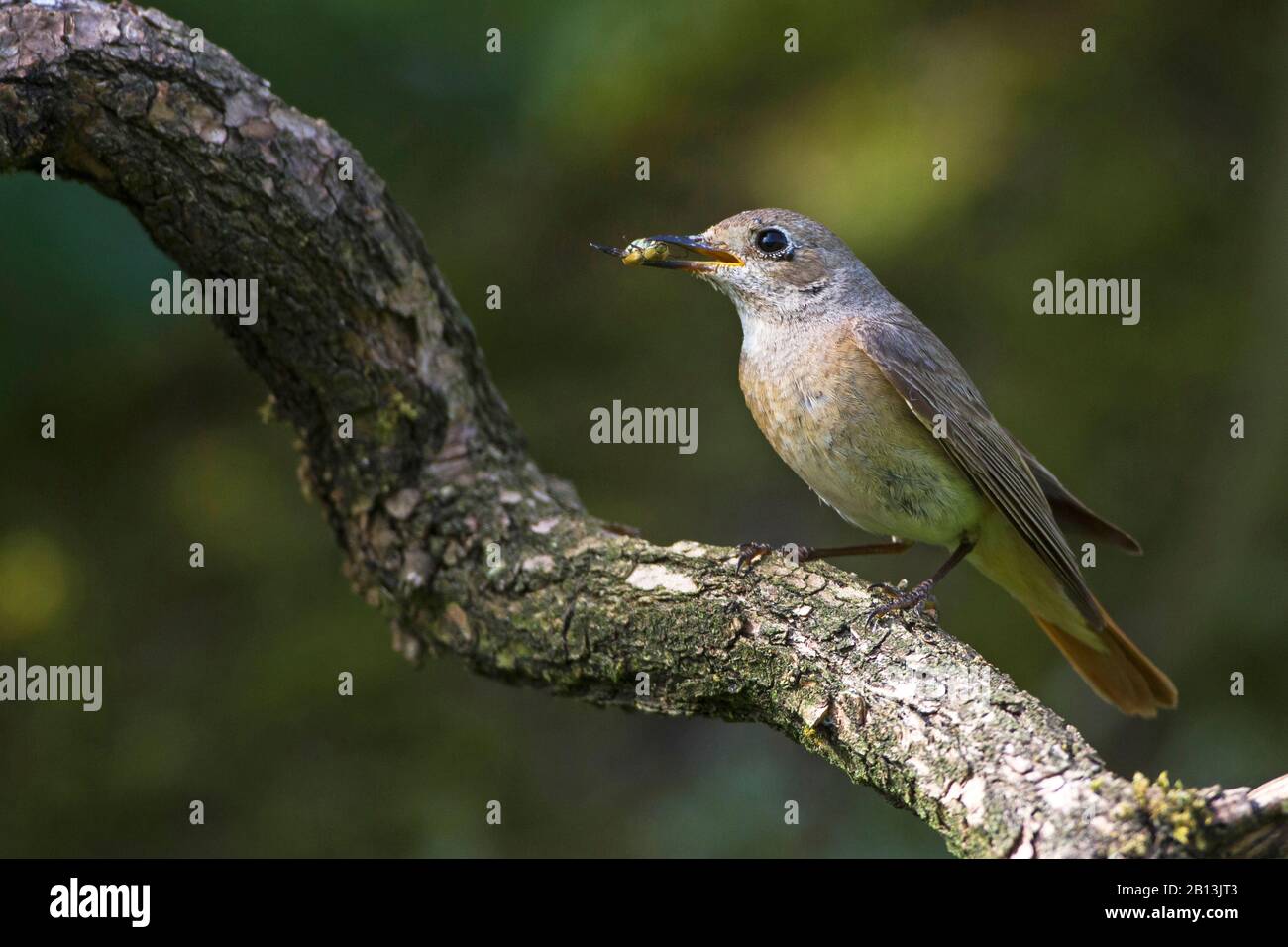 common redstart (Phoenicurus phoenicurus), female perching with feed in the bill on a branch, side view, Germany, Baden-Wuerttemberg Stock Photo