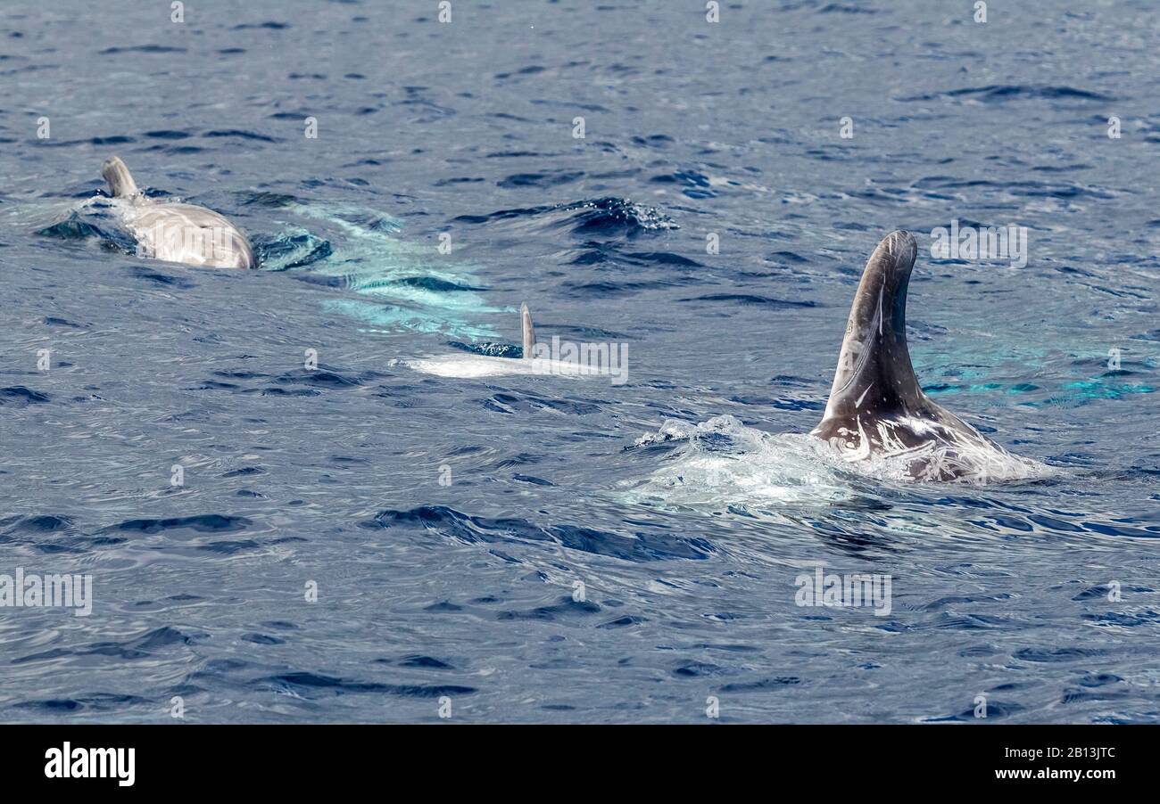Risso's dolphin, Gray grampus, white-headed grampus (Grampus griseus), Risso's dolphins swimming together at the water surface, Azores Stock Photo