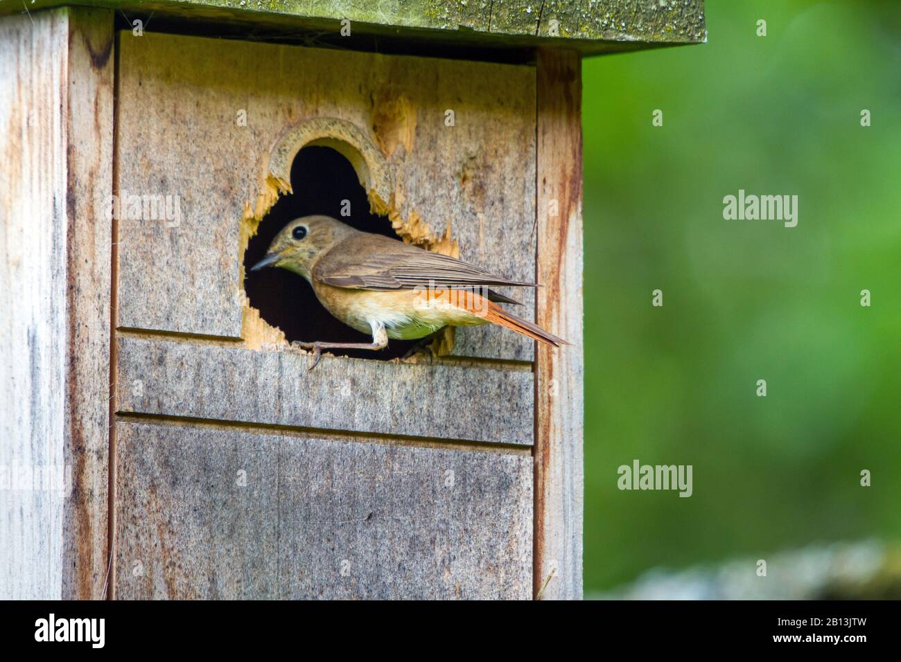 common redstart (Phoenicurus phoenicurus), female at the entrance of a nesting  box, Switzerland, Sankt Gallen Stock Photo - Alamy