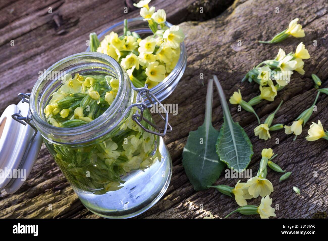 True oxlip (Primula elatior), tincture, made of collected flowers, Germany Stock Photo