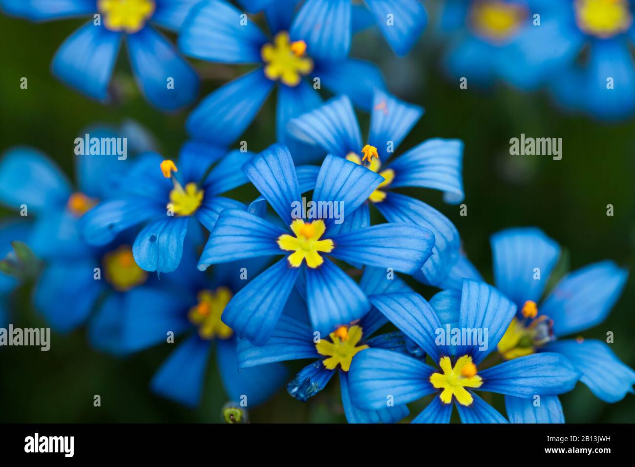 Close up of bunch of narrowleaf blue-eyed grass (Sisyrinchium angustifolium Mill). Dark moody edit vibrant background Stock Photo