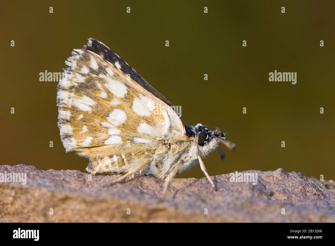 Orbed red underwing skipper (Spialia orbifer), lateral view, Greece, Lesbos Stock Photo
