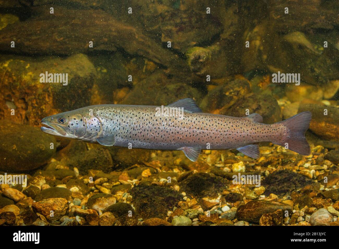 Danube salmon, huchen (Hucho hucho), male, Germany Stock Photo