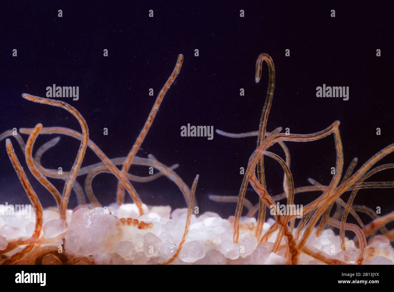 river worm, sludge-worm (Tubifex tubifex), in water, Germany Stock Photo