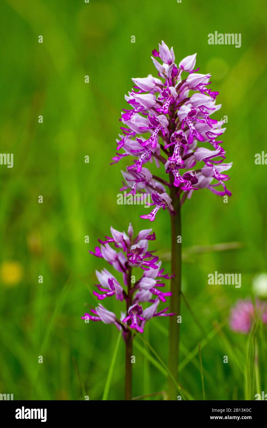 military orchid (Orchis militaris), two inflorescences, Germany, Baden-Wuerttemberg Stock Photo