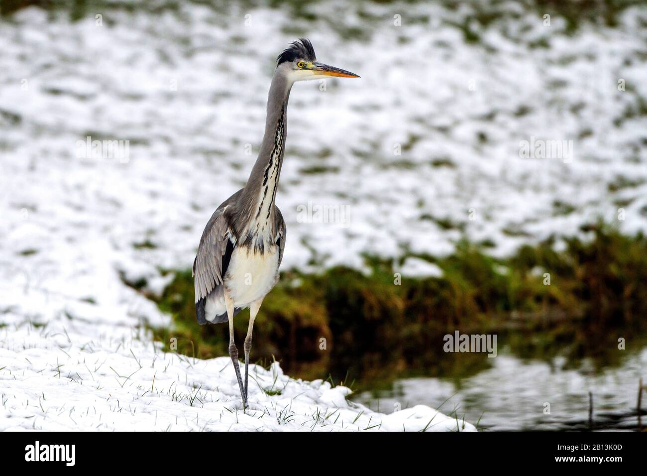 grey heron (Ardea cinerea), walking in winter at the waterside, Germany, Baden-Wuerttemberg Stock Photo