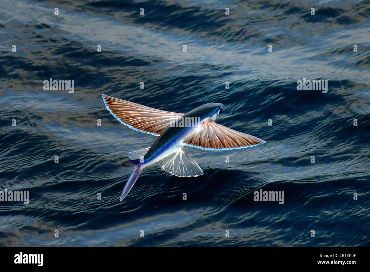 Flying fish species taking off from the ocean surface, Atlantic Ocean Stock Photo