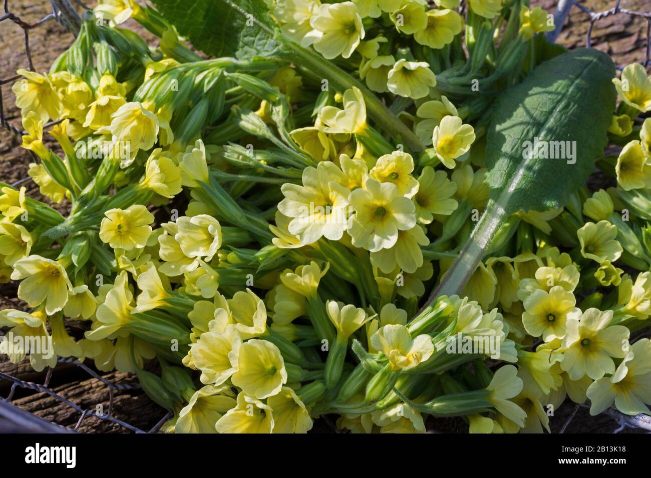 True oxlip (Primula elatior), collected flowers, Germany Stock Photo