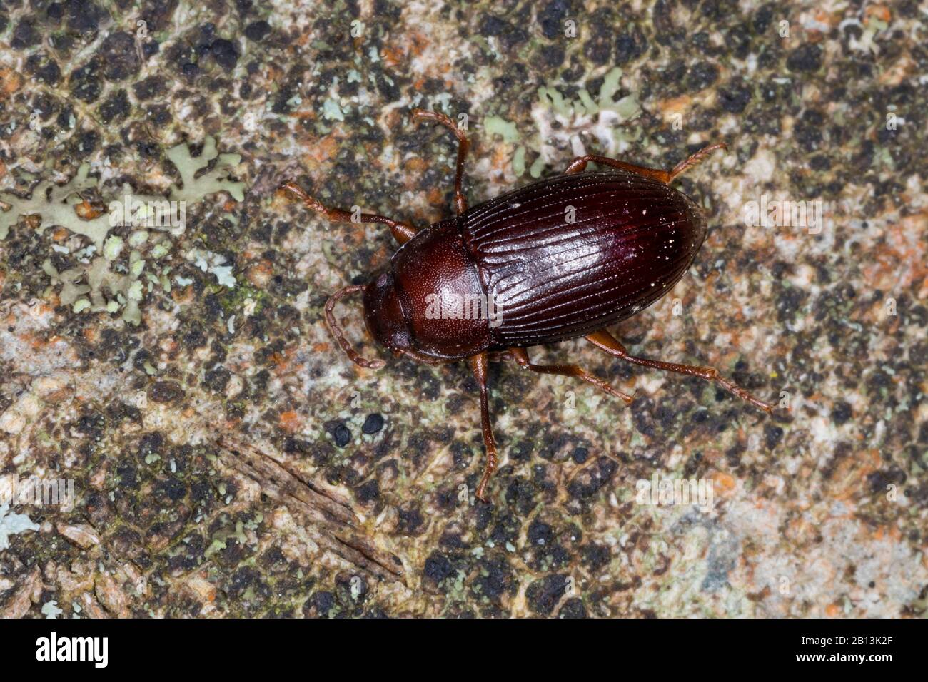 darkling beetles, flour beetles, mealworm beetles (Tenebrionidae), sits on a stone Stock Photo