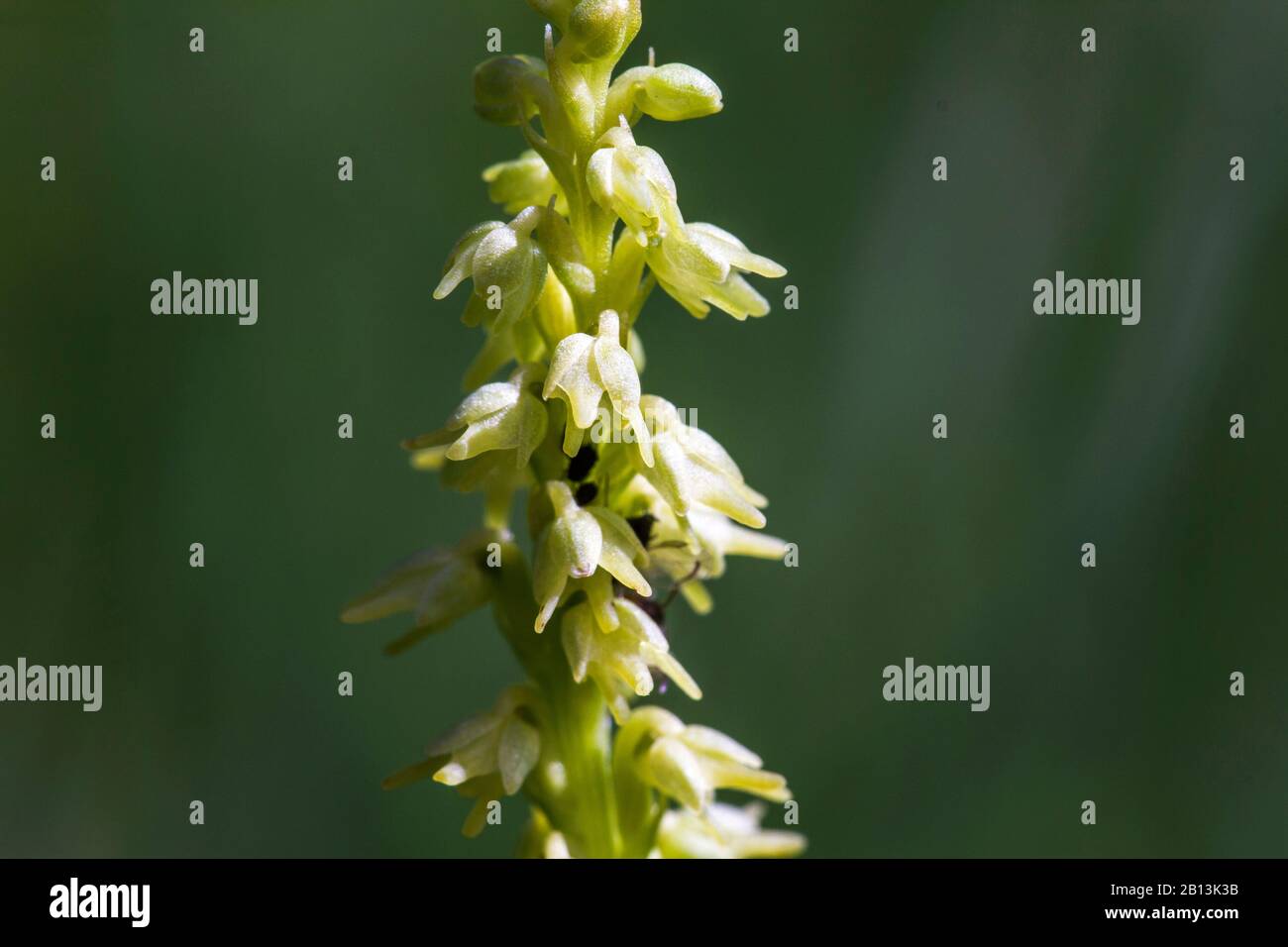 Musk orchid (Herminium monorchis), inflorescence, section, Germany, Baden-Wuerttemberg Stock Photo
