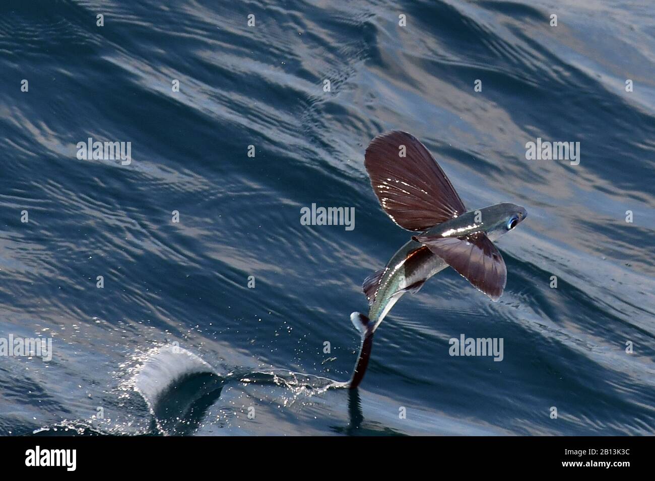 Flying fish species taking off from the ocean surface, Atlantic Ocean ...