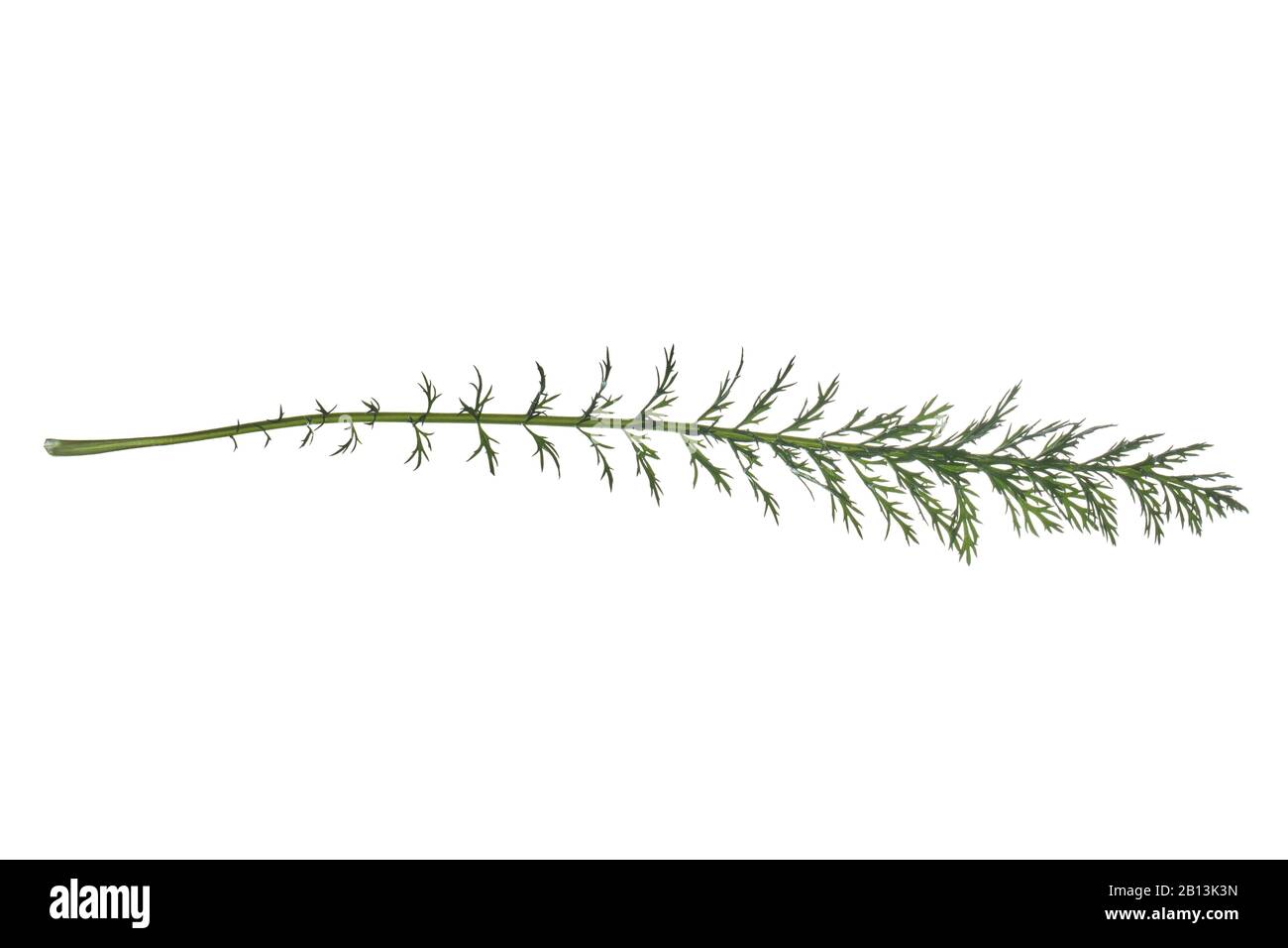 Yarrow, Common yarrow (Achillea millefolium), leaf, cutout, Germany Stock Photo