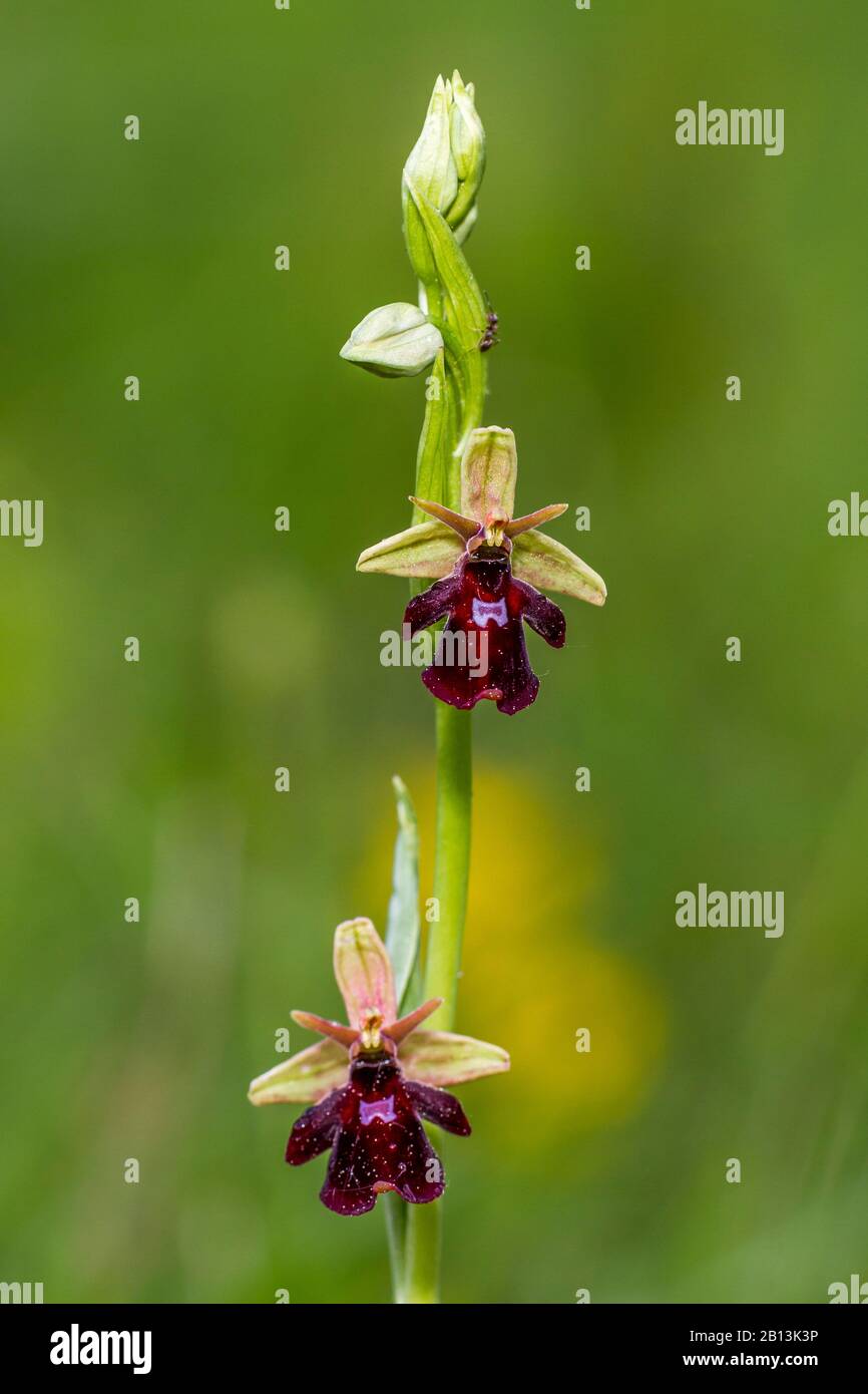 fly orchid (Ophrys insectifera), inflorescence, Germany, Baden-Wuerttemberg, Neuffener Heide Stock Photo