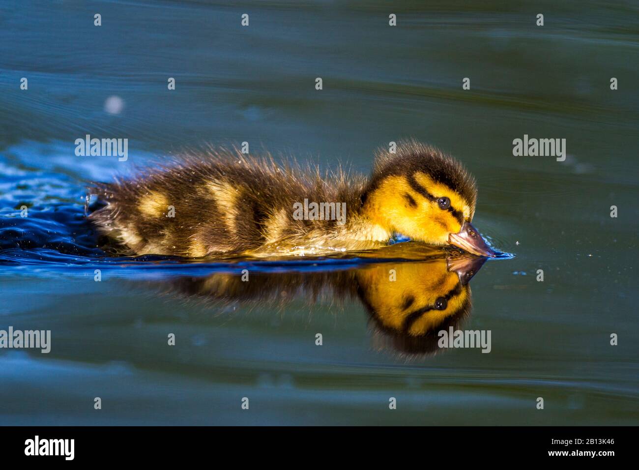mallard (Anas platyrhynchos), swimming duckling, side view, Germany, Baden-Wuerttemberg Stock Photo