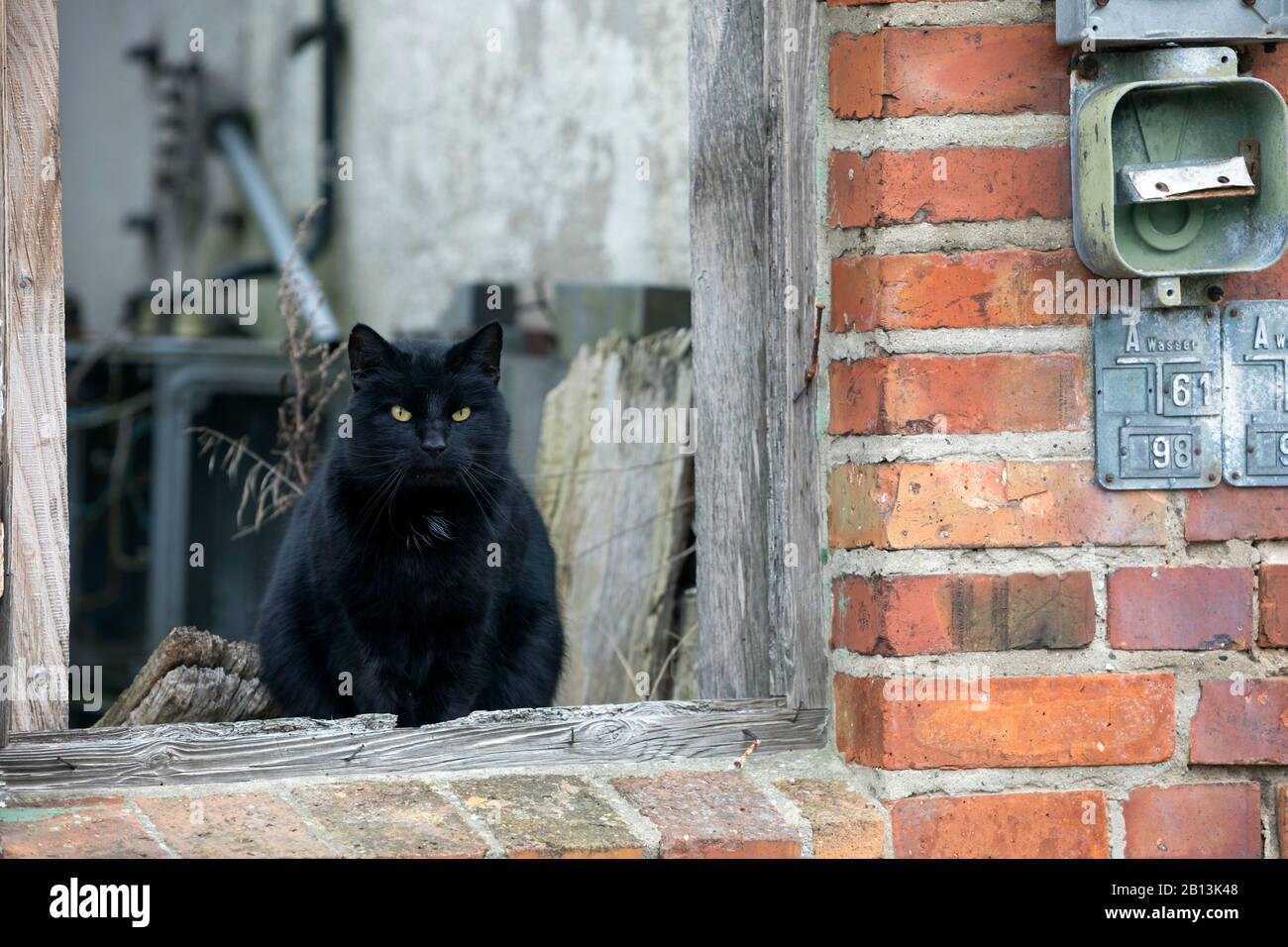 domestic cat, house cat (Felis silvestris f. catus), black cat sitting at a window Stock Photo