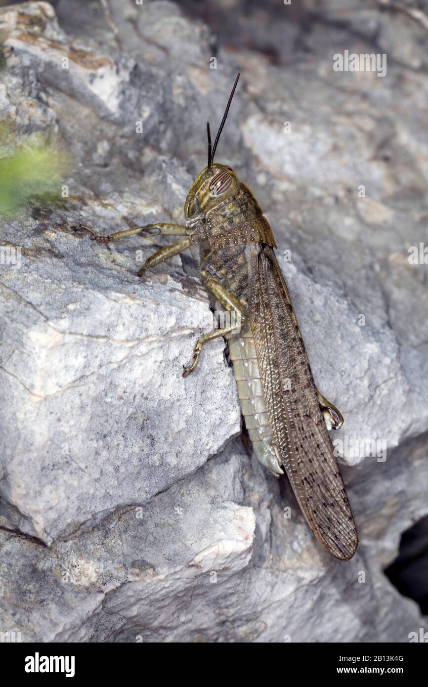 Egyptian grasshopper, Egyptian Locust (Anacridium aegyptium, Anacridium aegypticum), sits on  stone Stock Photo