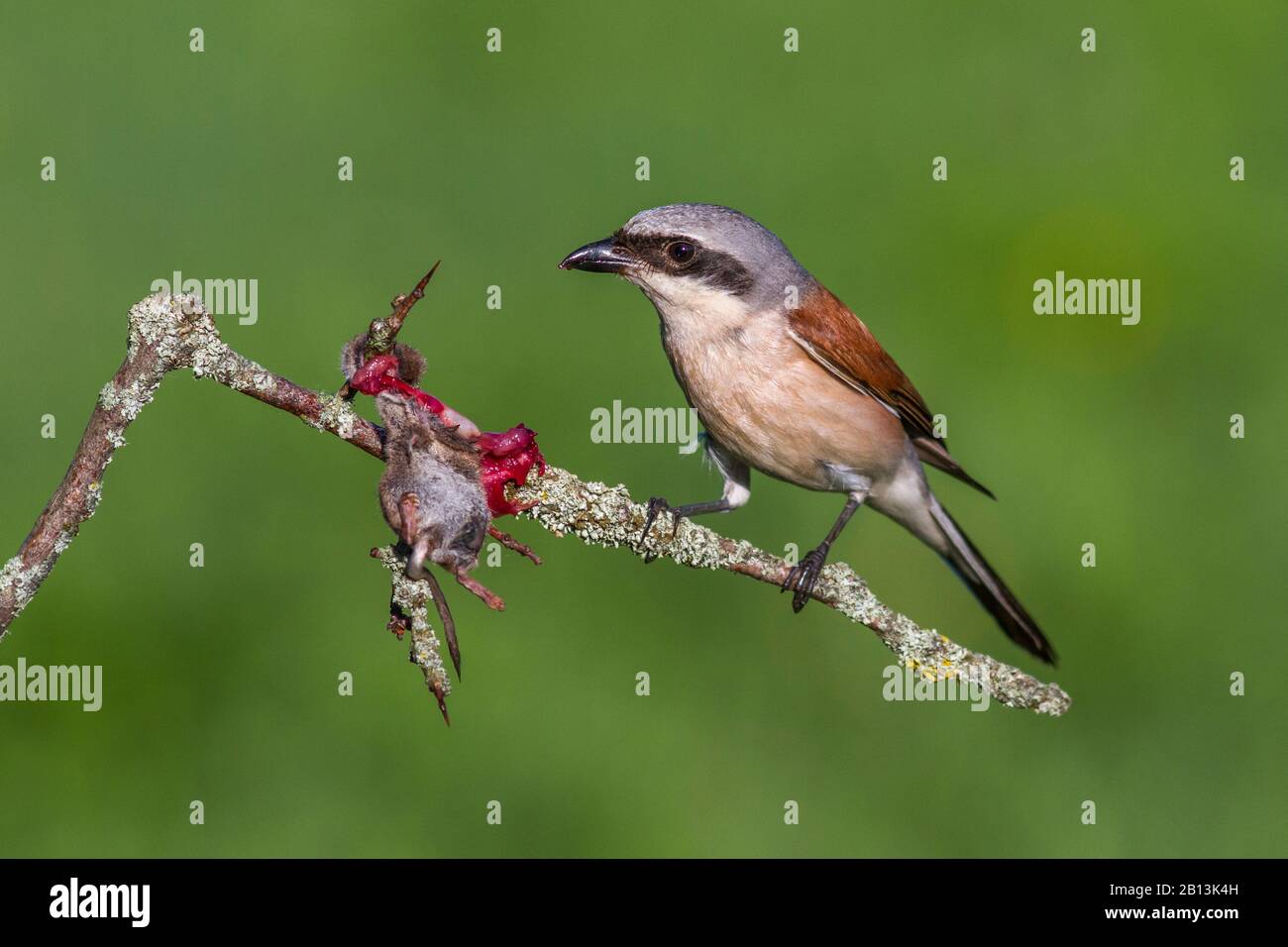 red-backed shrike (Lanius collurio), male with caught shrew, Germany, Baden-Wuerttemberg Stock Photo