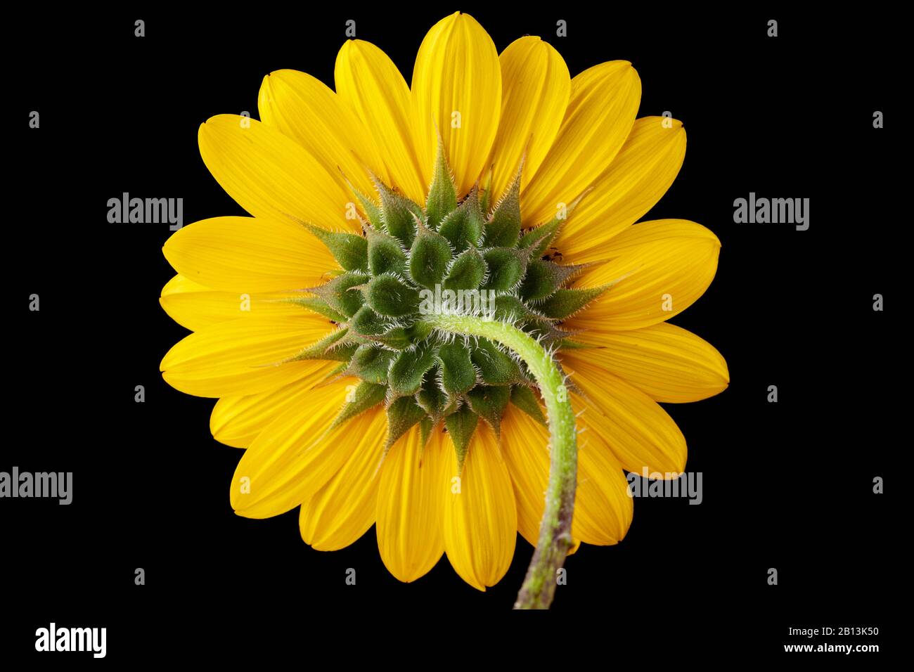 Back of sunflower isolated on black with the details of involucres arranged in a pattern Stock Photo