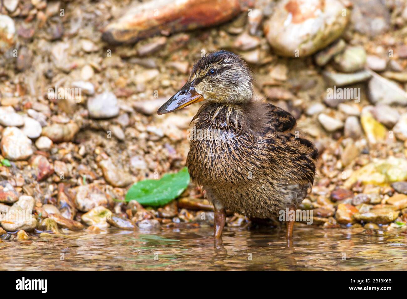 mallard (Anas platyrhynchos), young female standing in shallow water, Germany, Baden-Wuerttemberg Stock Photo