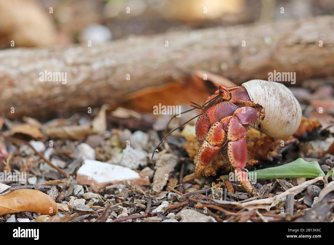 Purple Pincher Land Hermit Crab, Caribbean Hermit Crab (Coenobita clypeatus), walks in forest, Cuba Stock Photo