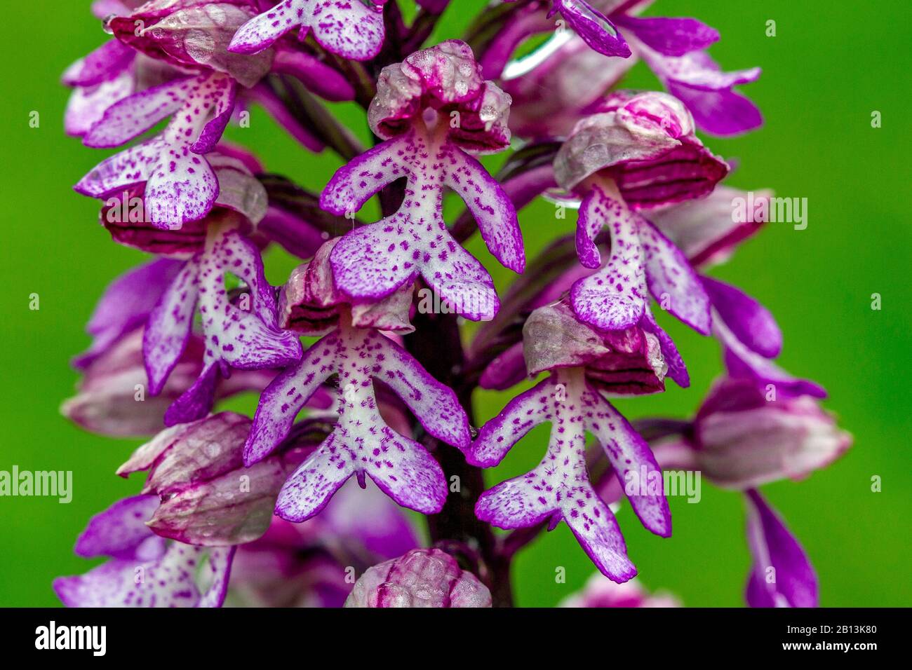 lady orchid (Orchis purpurea), section of the inflorescence, Germany, Baden-Wuerttemberg Stock Photo