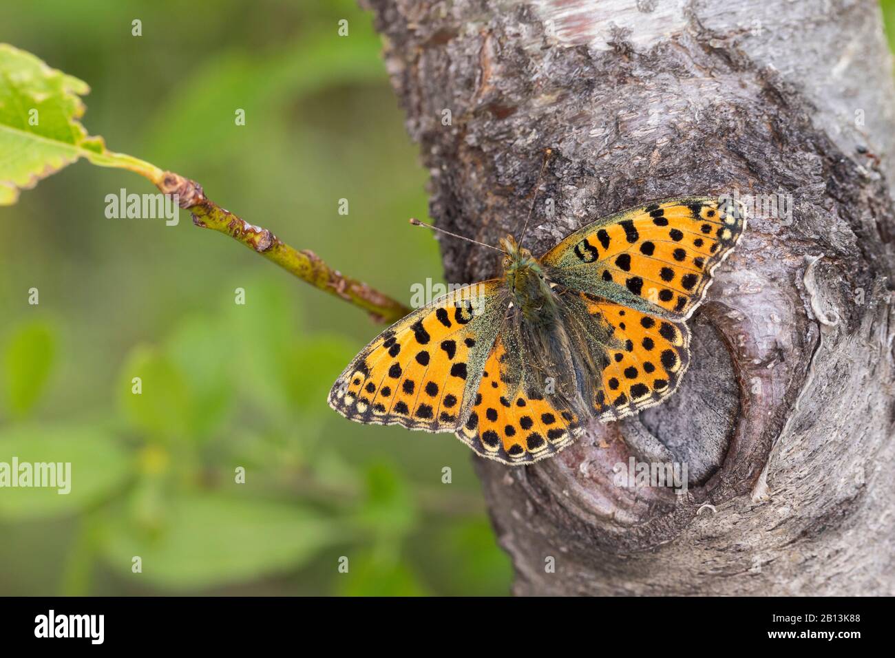 Queen of Spain fritillary (Argynnis lathonia, Issoria lathonia), sits on a tree trunk, Germany Stock Photo
