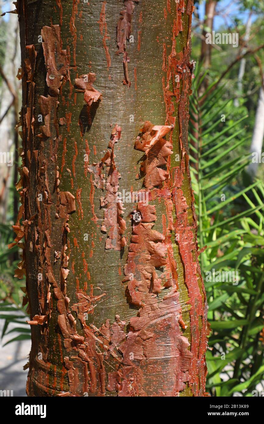 gumbo-limbo, copperwood, chaca, turpentine tree (Bursera simaruba