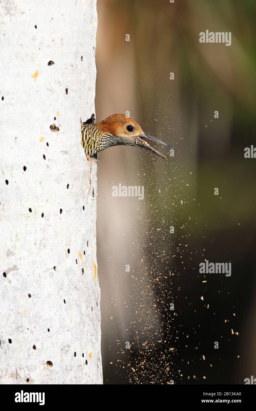 fernandina's flicker (Colaptes fernandinae), Female throws chipped wood out of the cave, Cuba, Zapata  National Park Stock Photo
