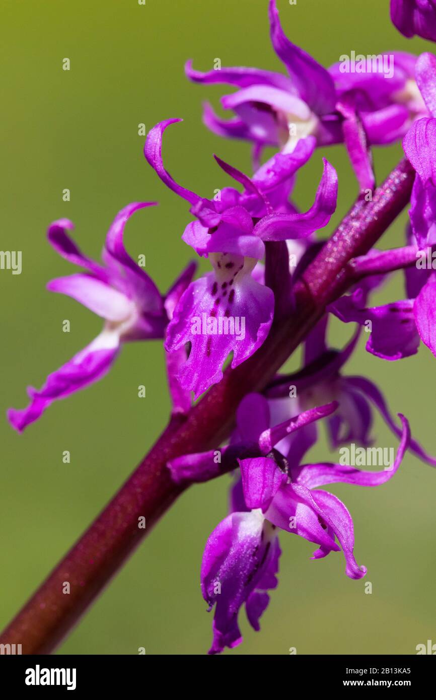early-purple orchid (Orchis mascula), flowers, Switzerland, Valais Stock Photo