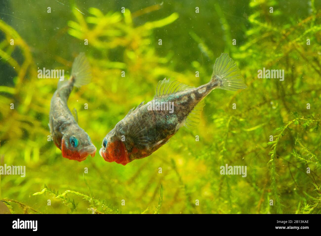 three-spined stickleback (Gasterosteus aculeatus), male attacking mirror image, Germany Stock Photo
