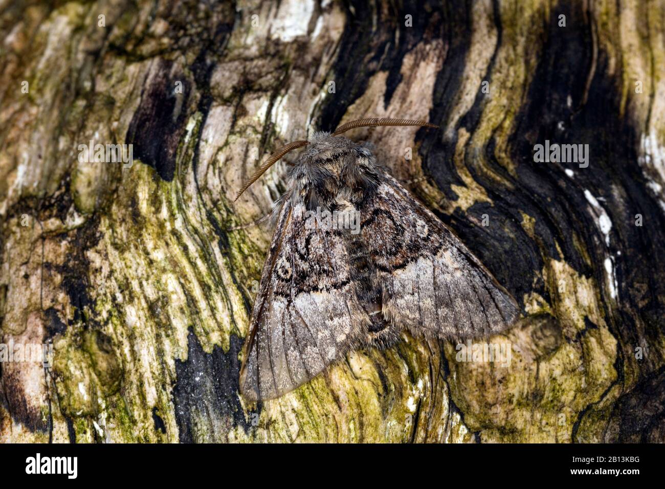 nut-tree tussock (Colocasia coryli), sits on bark, Germany Stock Photo