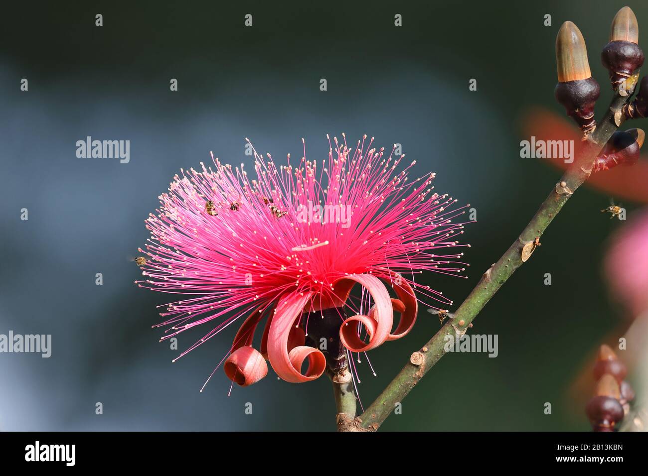 shaving brush tree (Pseudobombax ellipticum), buds and flower, Cuba Stock Photo