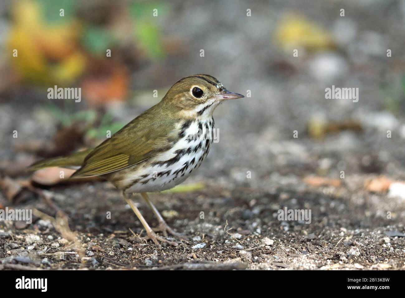 Ovenbird (Seiurus aurocapillus), on the ground, Cuba, Cayo Coco Stock Photo