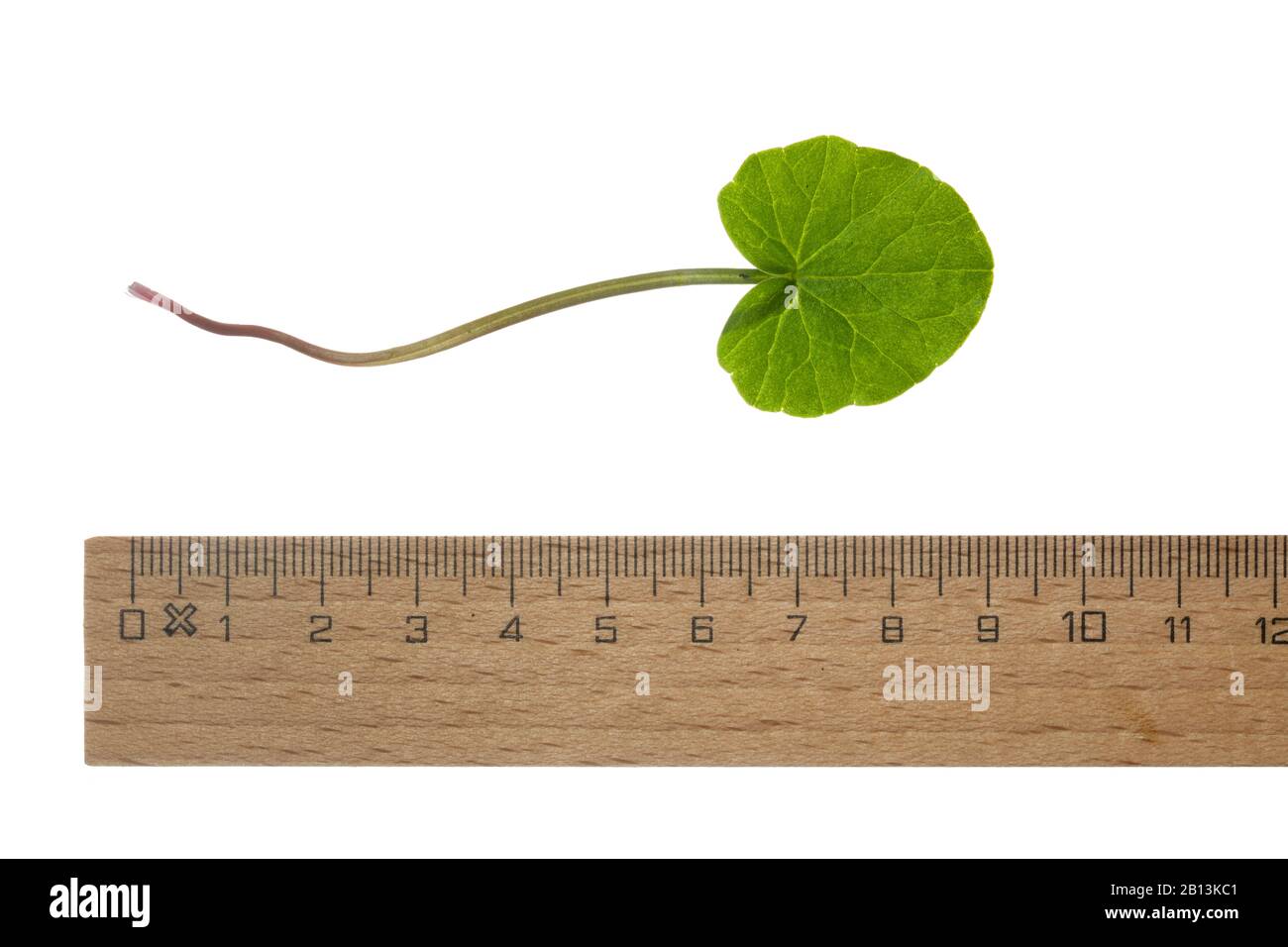 lesser celandine, fig-root butter-cup (Ranunculus ficaria, Ficaria verna), leaf, cutout with ruler, Germany Stock Photo
