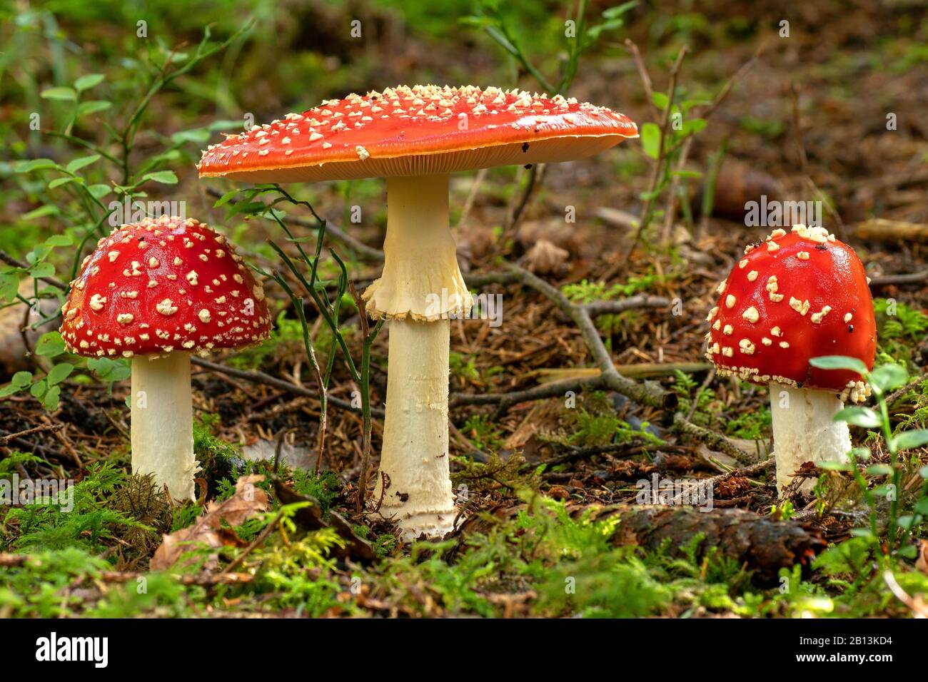 fly agaric (Amanita muscaria), three fruiting bodies on forest floor, Germany, Bavaria, Ammergauer Alpen Stock Photo