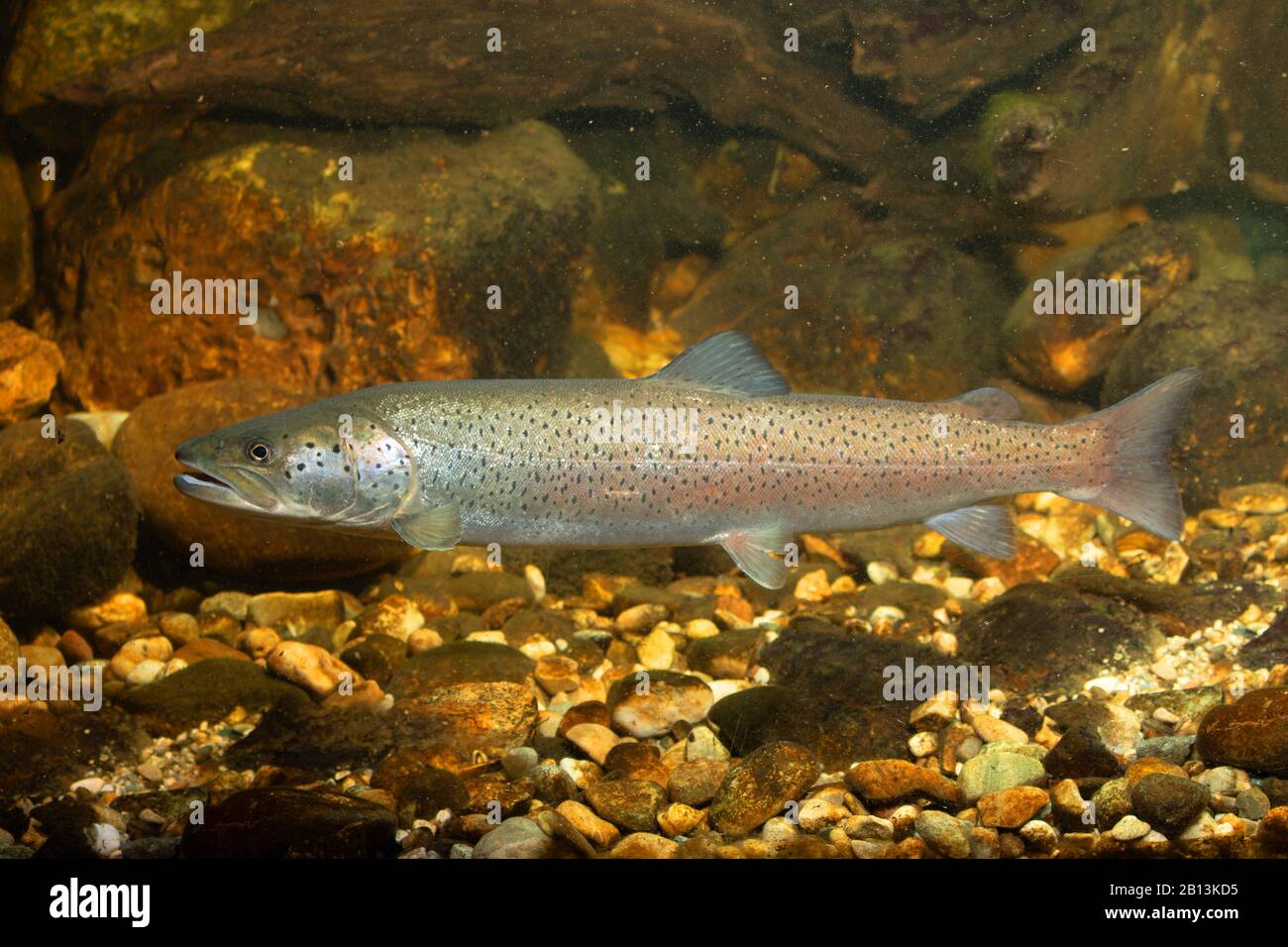 Danube salmon, huchen (Hucho hucho), male, Germany Stock Photo