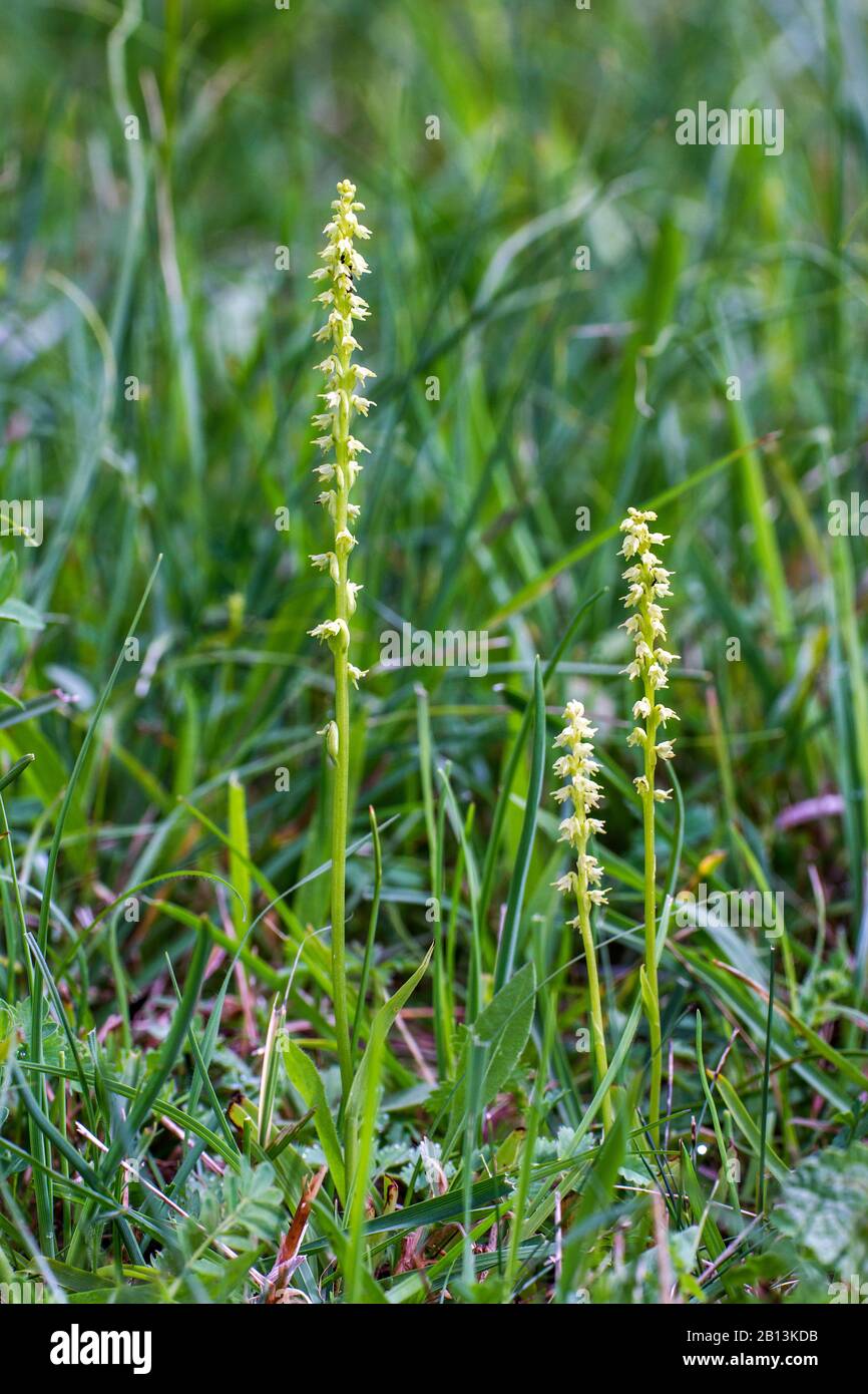 Musk orchid (Herminium monorchis), blooming in a meadow, Germany, Baden-Wuerttemberg Stock Photo