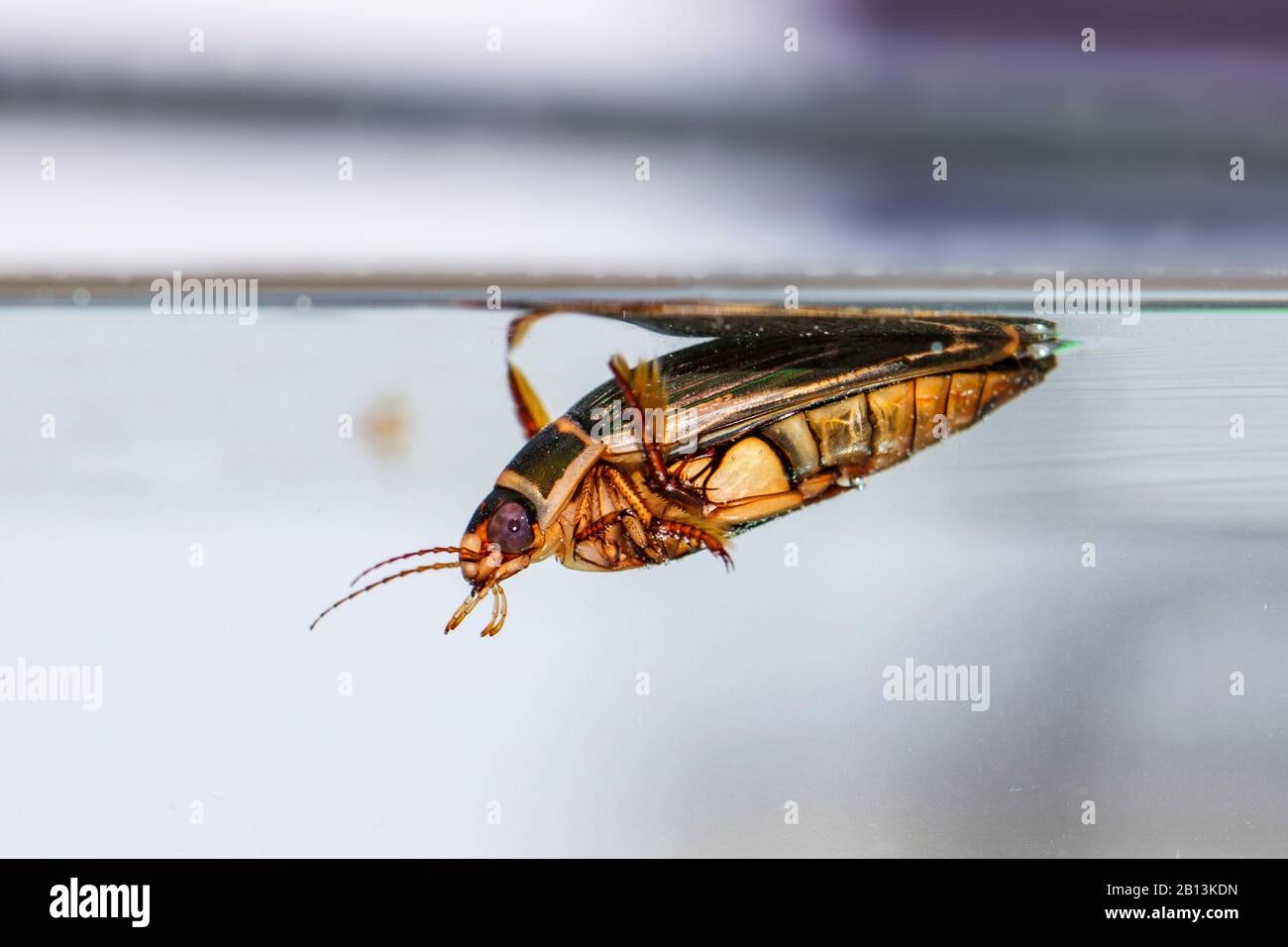 Great diving beetle (Dytiscus marginalis), female, Germany, Baden-Wuerttemberg Stock Photo