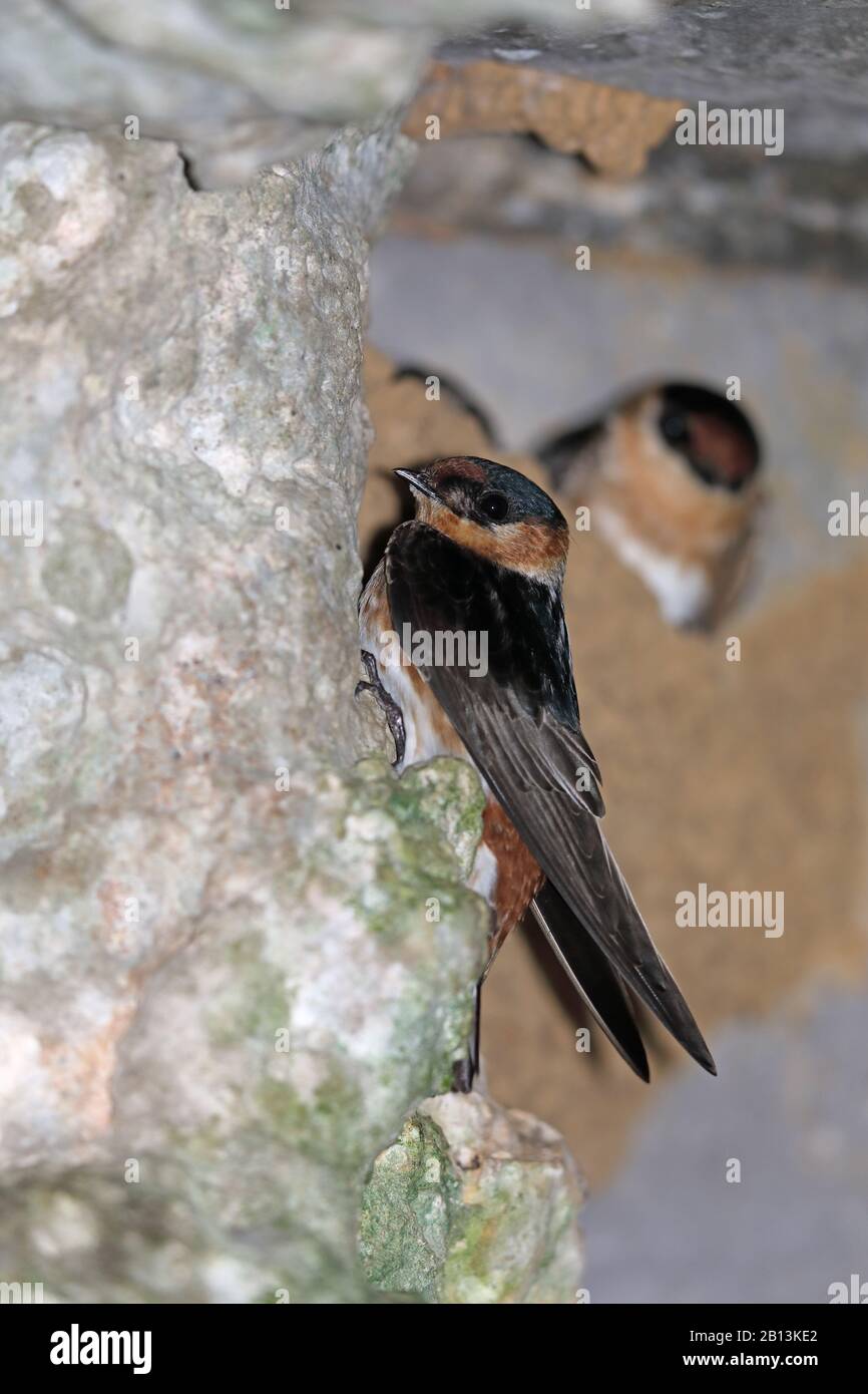 cave swallow (Hirundo fulva), adult at the nest, Cuba, La Guira National Park Stock Photo