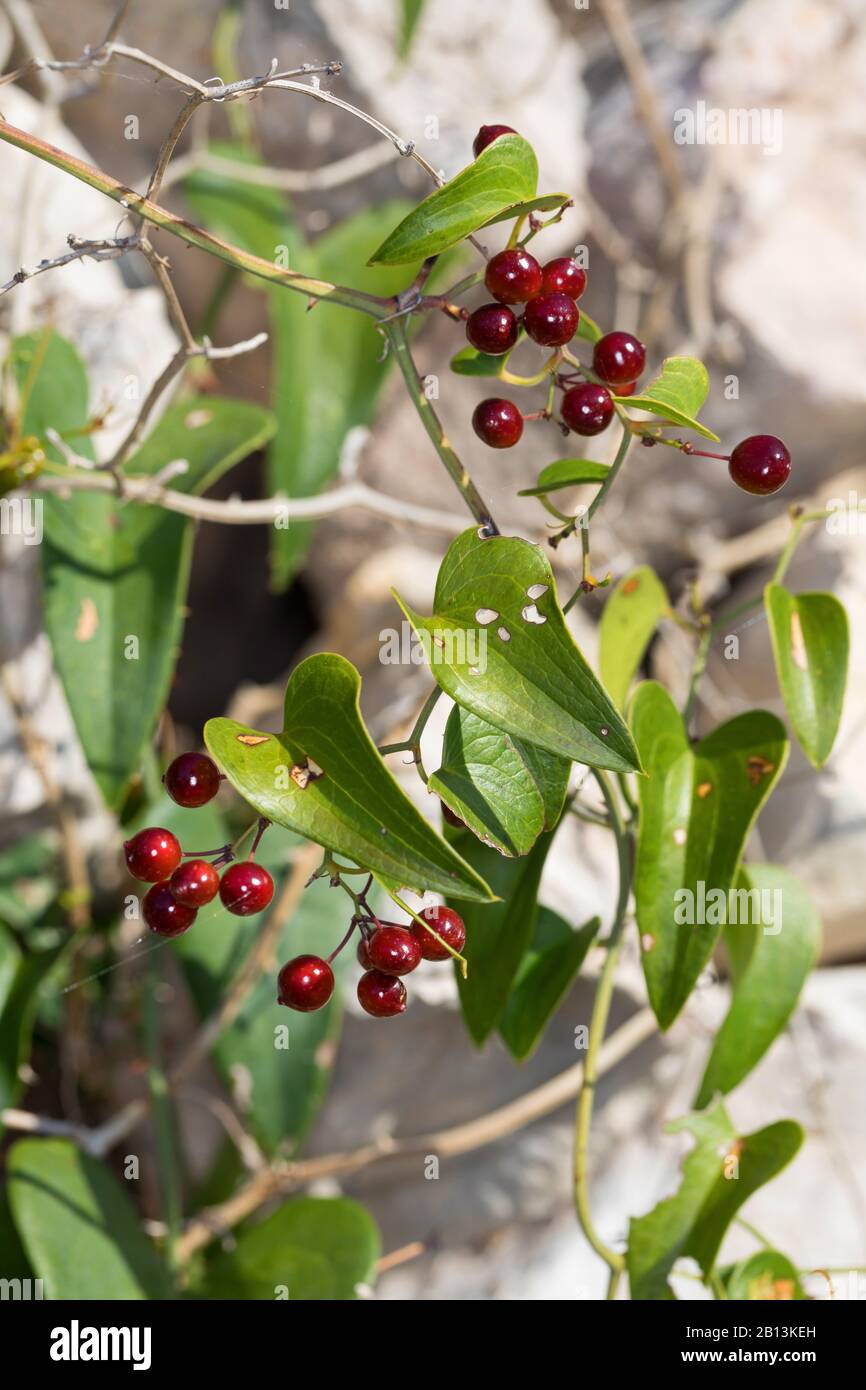 Italian sarsaparilla, Sarsaparilla, Rough bindweed (Smilax aspera), branch with red berries Stock Photo