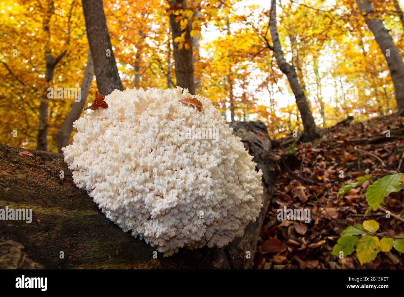comb tooth mushroom, Coral tooth (Hericium coralloides, Hericium clathroides), single fruiting body on forest floor, Germany, Baden-Wuerttemberg Stock Photo