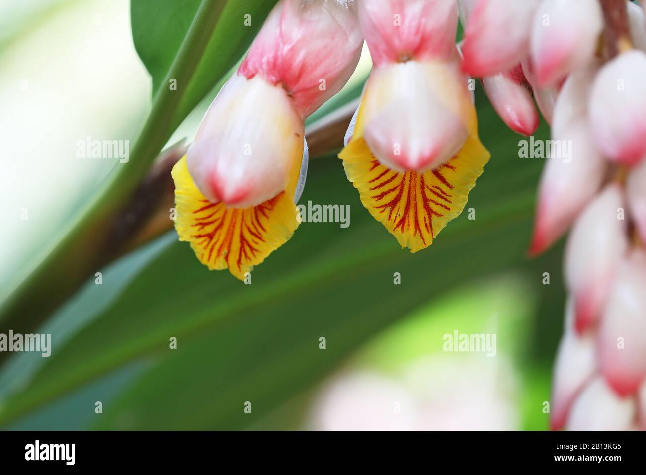 Shell Ginger, Light galangal, Pink porcelain lily, Shell flower, Variegated ginger, Butterfly ginger (Alpinia zerumbet), flowers, Cuba Stock Photo