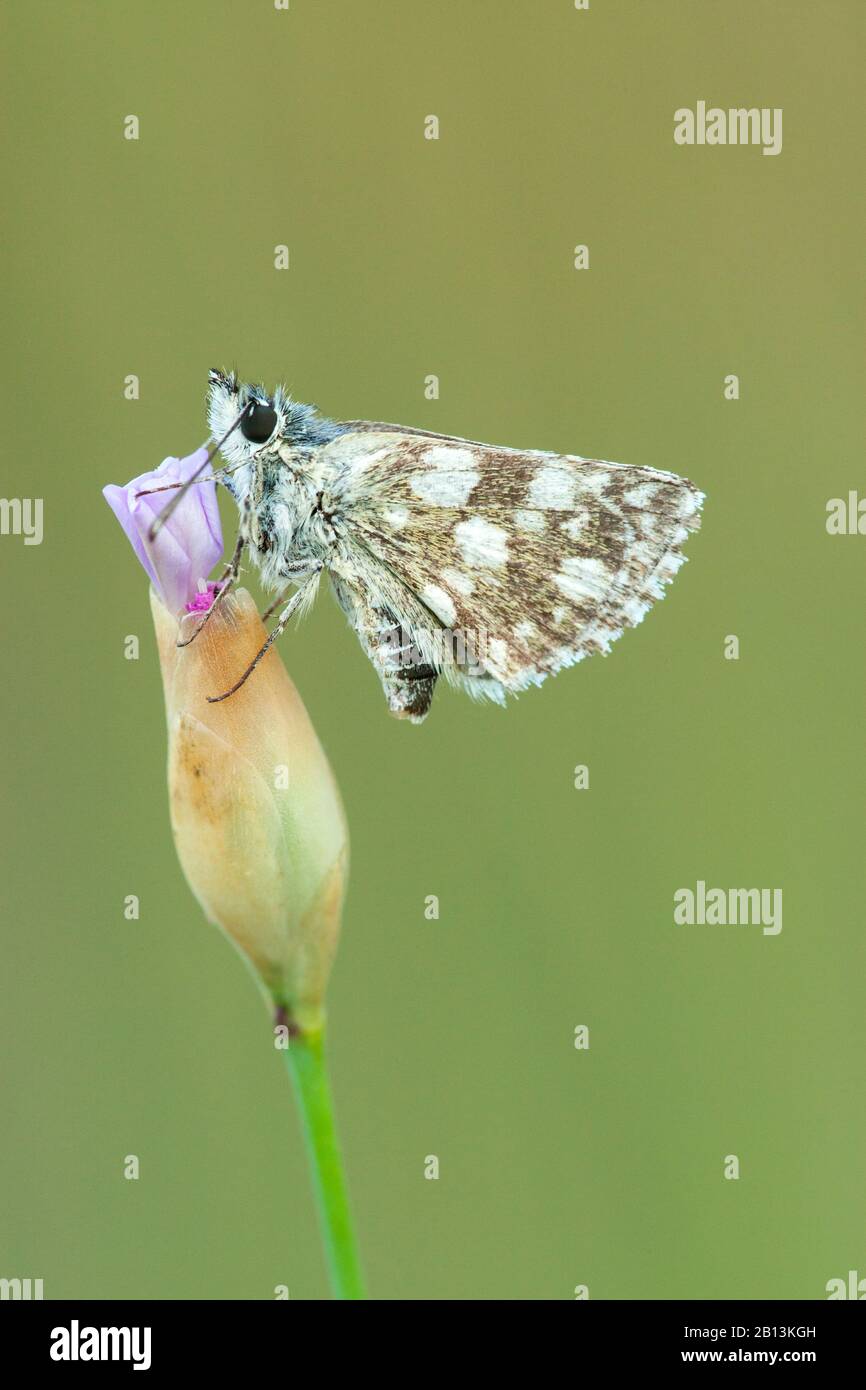 Orbed red underwing skipper (Spialia orbifer), sitting at Petrorhagia, Hungary Stock Photo