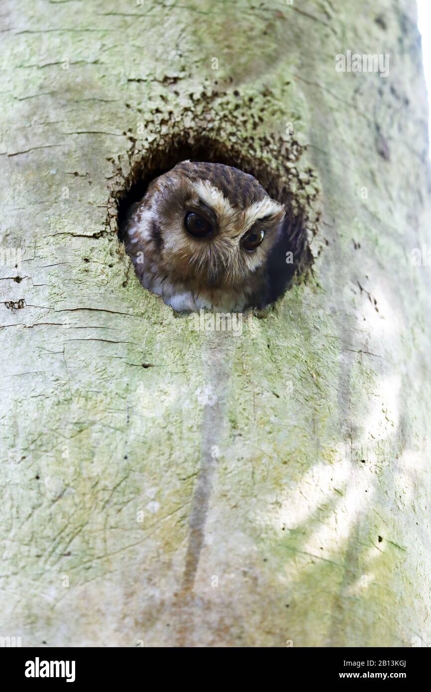 cuban screech owl (Otus lawrencii), peering out of its cave in a dead palmtree, Cuba, Zapata  National Park Stock Photo